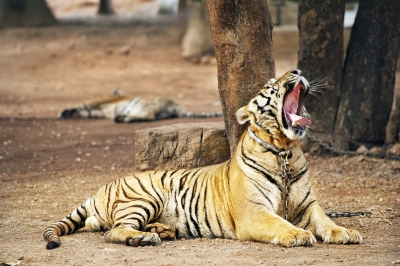 Tiger In Zoo