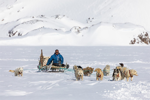 Dog Sledging Greenland