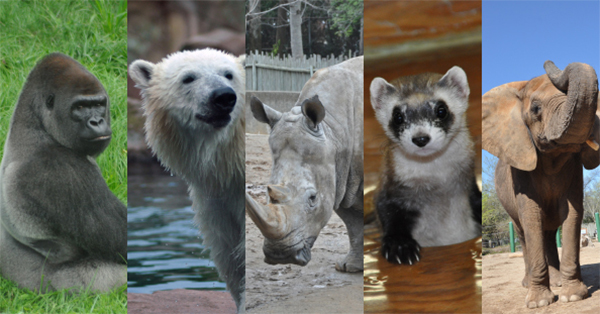 Zoos save animals