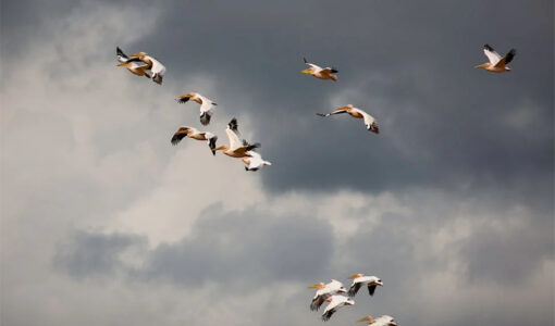 flock-of-birds-flying-in-the-sky