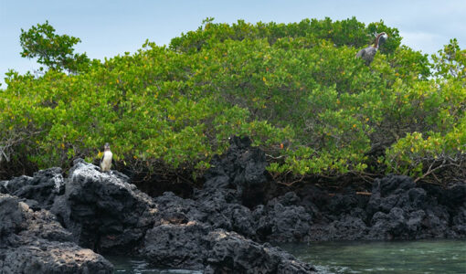 rocks-and-trees-on-shore