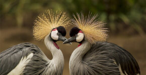 Wildlife Tourism