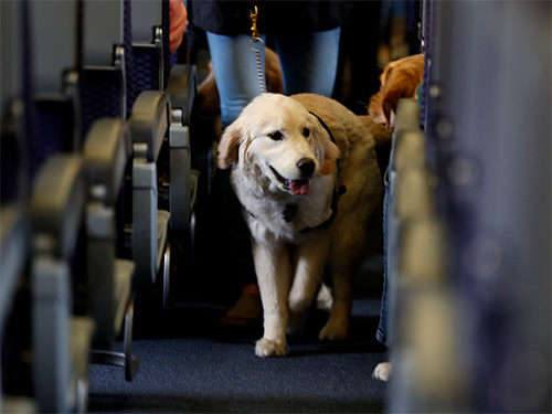 Support Dog additional fee flying