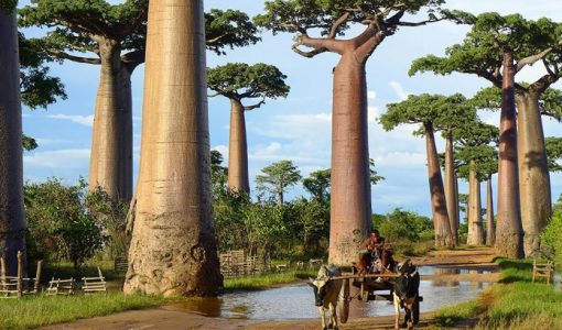 Madagascar Culture