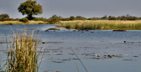 Okavango Delta