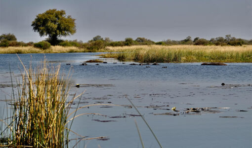 Okavango Delta