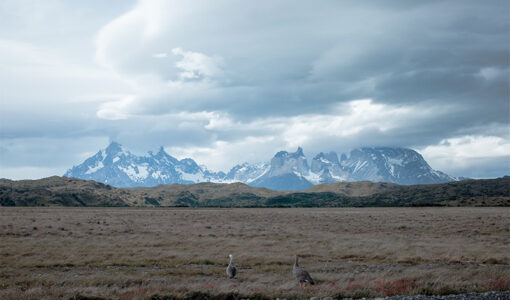 Patagonia