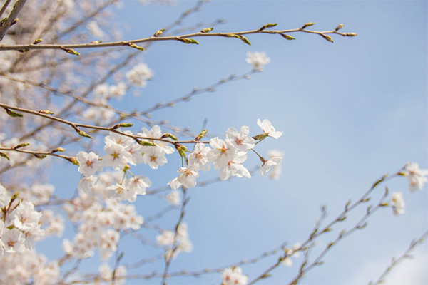 Japan Cherry Blossom